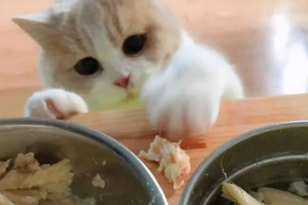 十几天大的小猫不停叫是什么原因？新手养猫指南
