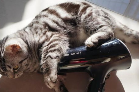 你的猫咪怕什么声音？噪音对猫咪的影响有多大？