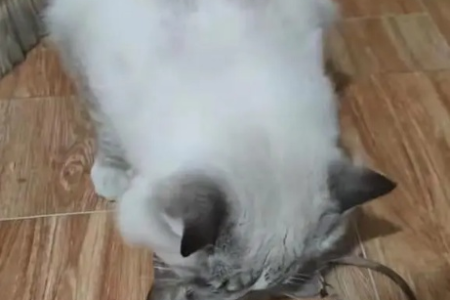 布偶猫抓老鼠能力如何？性格温顺的它会捕猎吗？