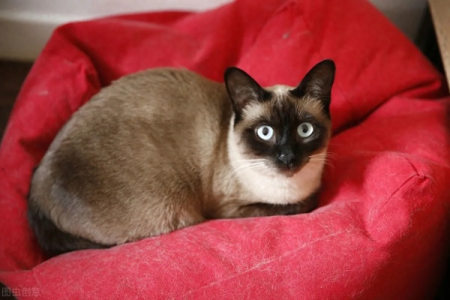 这是什么猫？有种猫叫什么罗，带你认识暹罗猫