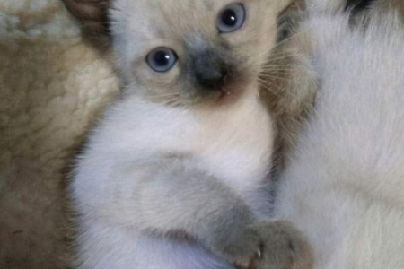 如何区分蓝重点暹罗猫？毛色特征与其他猫咪的区别