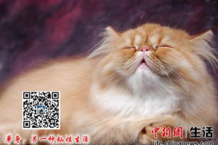 为什么都说喜马拉雅猫不能养？真相在这里