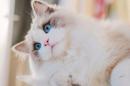 波斯系布偶猫和传统布偶猫哪个更好？优缺点全面分析！