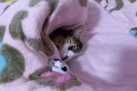 四五个月的小猫为啥这么难看？原来是发育的锅！