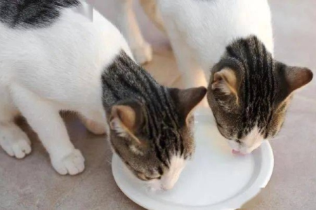 3个月小猫能喝酸奶吗？多久喝一次合适？
