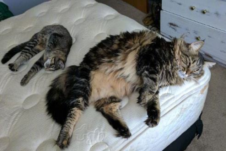 猫咪痛感有多强？探究猫咪疼痛感知与人类的差异