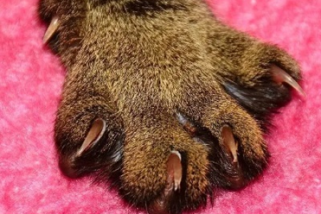 猫爪子有几个指头？别数错了，前爪后爪数量不同哦