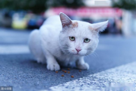 不想养猫了，猫咪该何去何从？教你正确处理方法！