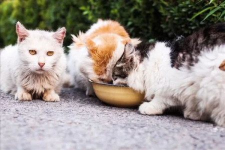 想养第二只猫？这些注意事项你必须知道！