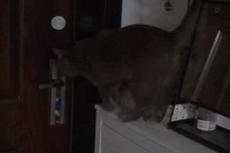 第一只猫吃醋了？养第二只猫的注意事项及应对方法