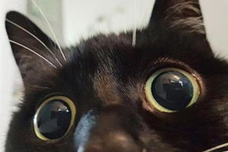 千岁岁是什么猫？抖音爆火的“隐身”黑猫！