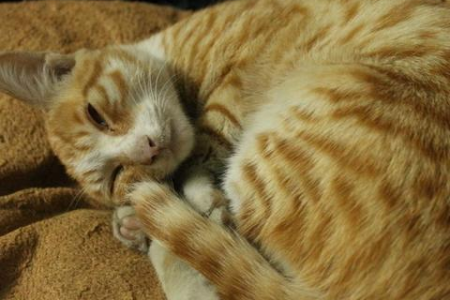 我的猫咪快死了吗？猫死前几天症状及应对方法！