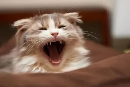 公猫深夜狂叫不停？教你有效控制它的叫声！