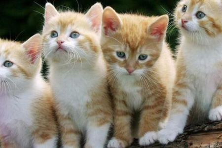 如何在一窝猫中挑选最合适的猫咪？实用指南分享！