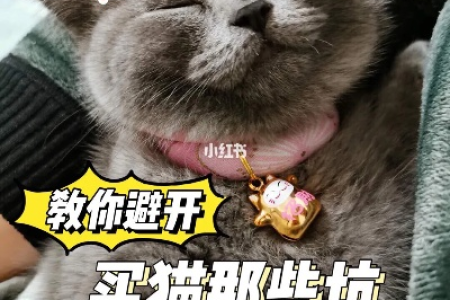 买猫新手必看：问店家这些问题避免踩坑