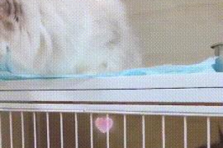 公猫到底认不认识自己的孩子？看完你就明白了！