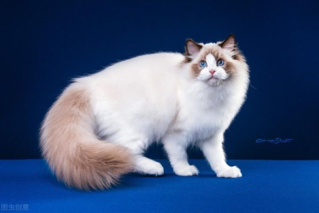 布偶猫7种分类详解：新手必看选猫指南