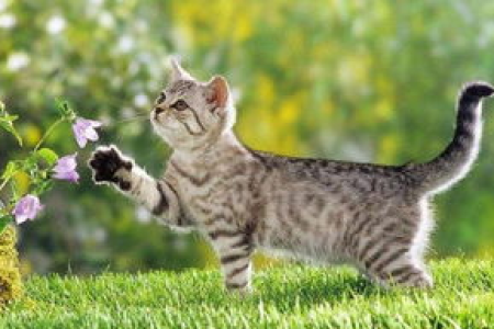 宠物猫离家出走怎么办？教你快速寻猫技巧