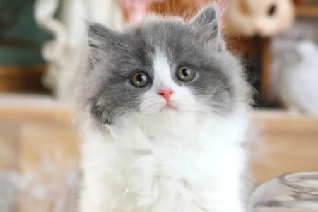 想了解蓝白拿破仑猫？看完这篇就懂了！