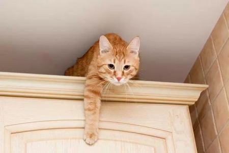 刚领养的猫咪躲起来了怎么办？帮助猫咪适应新家