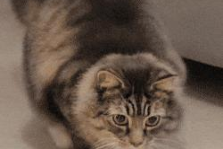 猫会抓蟑螂吗？家猫灭蟑螂的秘密大揭秘