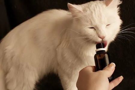 猫吃了老鼠药，多久才会出现症状？预防与处理指南