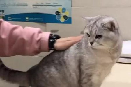 猫三联疫苗每年都要打吗？不同年龄段猫咪的接种方案