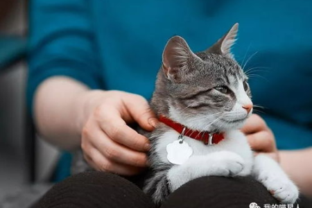 怀孕了，猫咪的反应居然是这样？猫咪和孕妇的奇妙关系！