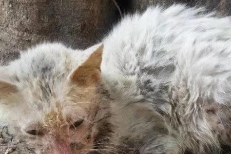 抛弃猫咪后它们会留在原地多久？如何帮助被遗弃的猫咪？