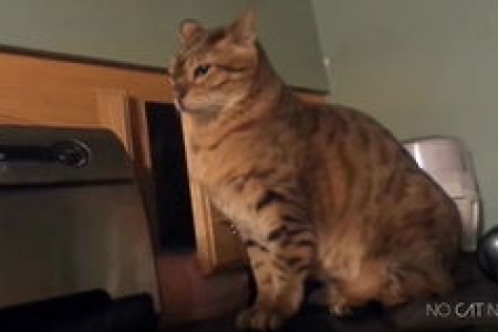小奶猫晒太阳促进钙吸收？真相是什么？