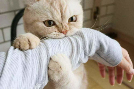 猫咪蹭腿的真正含义是什么？解读猫咪的肢体语言