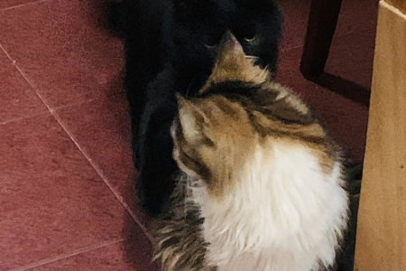 猫咪打完狂犬疫苗呕吐黄水是过敏吗？