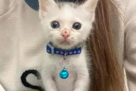 小猫眼睛的蓝膜一般多久能退？影响因素有哪些？