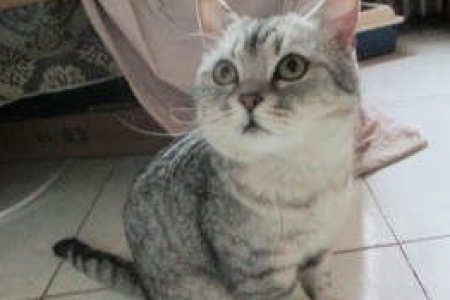 超萌阿苔是什么品种的猫？揭秘英短银渐层猫咪