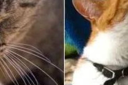 猫咪不吐毛球是健康问题吗？你需要了解这些