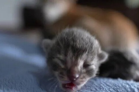 小猫刚出生会叫吗？如何分辨小猫的叫声？