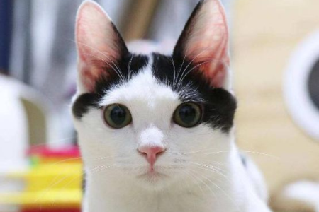 奶牛猫皮不皮？和其它猫咪品种的调皮程度大PK