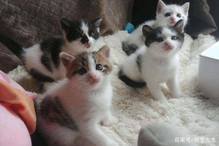猫咪只生了一只小猫正常吗？原因及注意事项