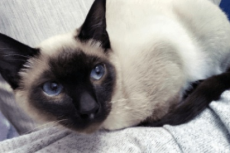 暹罗猫能接受新主人吗？换主人后猫咪会怎样？
