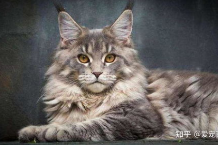 缅因猫掉毛严重怎么办？教你科学护理减少缅因猫脱毛烦恼