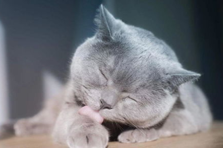 家里小猫总爱舔人？背后原因你必须知道！