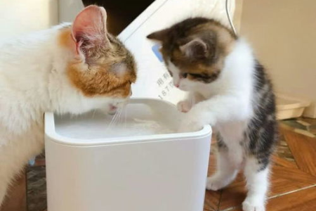 小猫爱喝水是好是坏？解读猫咪饮水背后的秘密