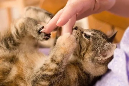 小猫爱舔人脚咋回事？猫咪舔脚的秘密大揭秘！