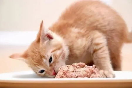 小猫会撑死吗？幼猫暴饮暴食的危害有多大？