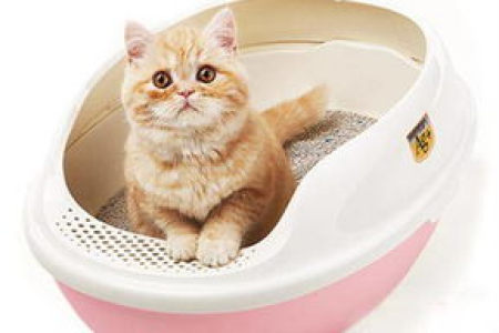 小猫猫砂盆使用指南：如何引导小猫正确如厕？
