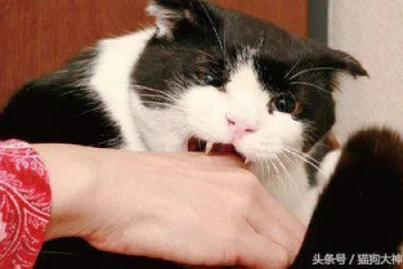 小猫狂犬病：症状、预防及紧急处理方法