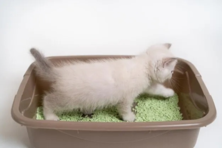 新生小猫会自己排便吗？猫咪排便发育及注意事项