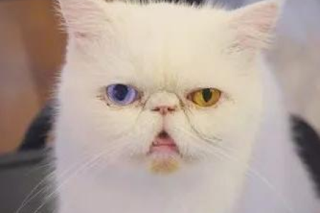 小猫会哭吗？揭秘猫咪表达悲伤的方式