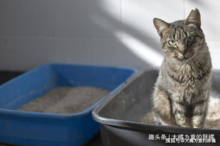小猫会咬人吗？猫咪咬人的原因及应对方法
