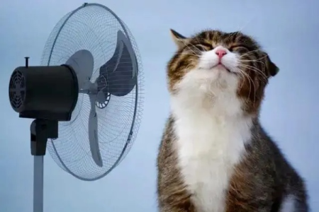 天热了，小猫会中暑吗？教你识别和应对猫中暑